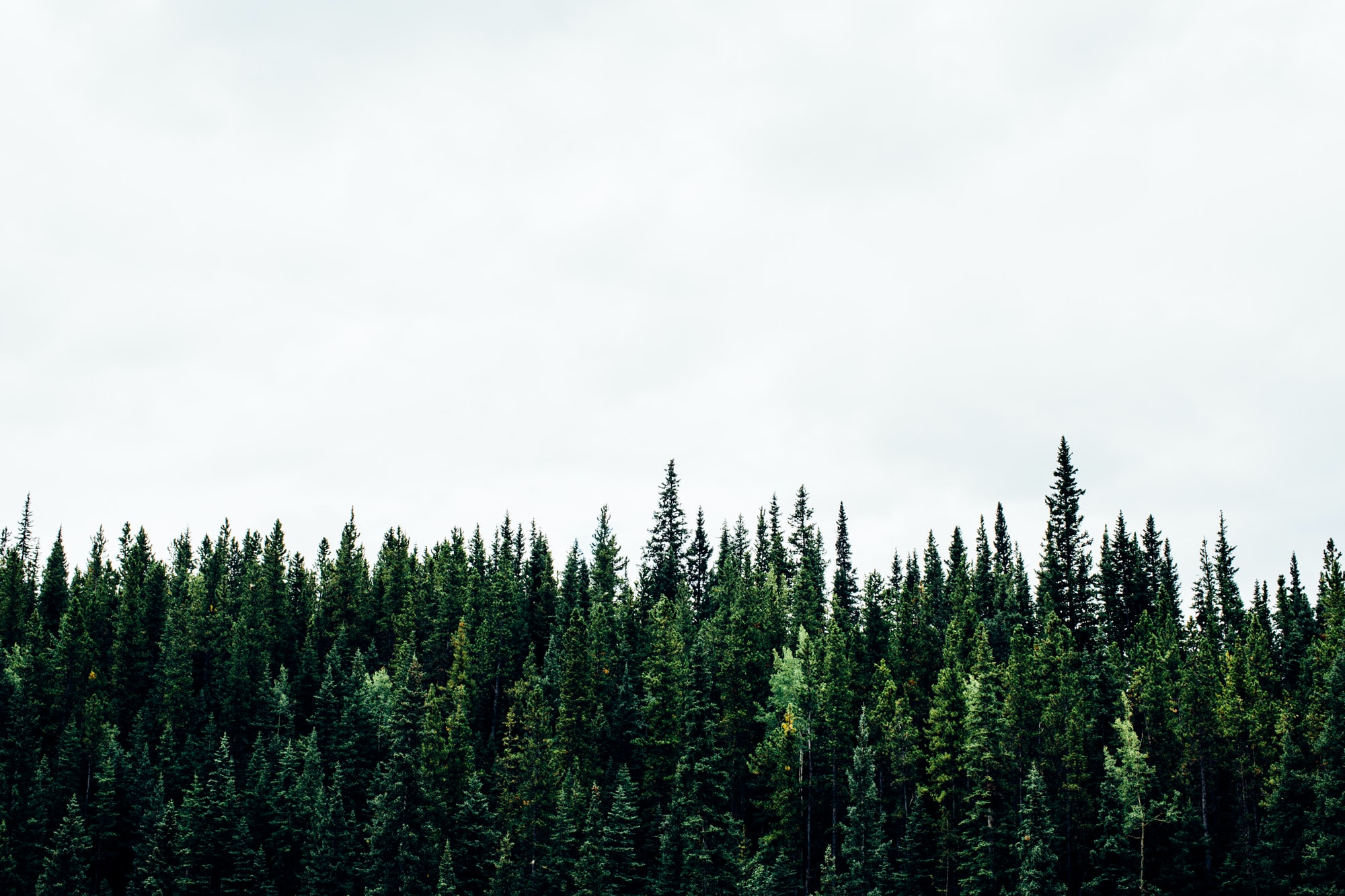 Canadian Treeline